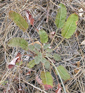 Image of naked buckwheat