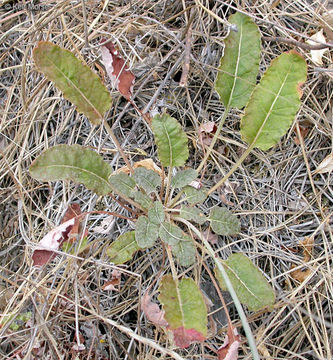 Imagem de Eriogonum nudum var. auriculatum (Benth.) J. P. Tracy ex Jeps.