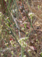 Image of naked buckwheat