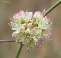 Image of naked buckwheat