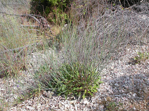 Imagem de Eriogonum nudum var. auriculatum (Benth.) J. P. Tracy ex Jeps.