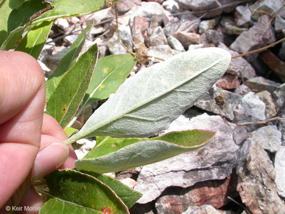 Image of naked buckwheat