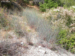 Imagem de Eriogonum nudum var. auriculatum (Benth.) J. P. Tracy ex Jeps.