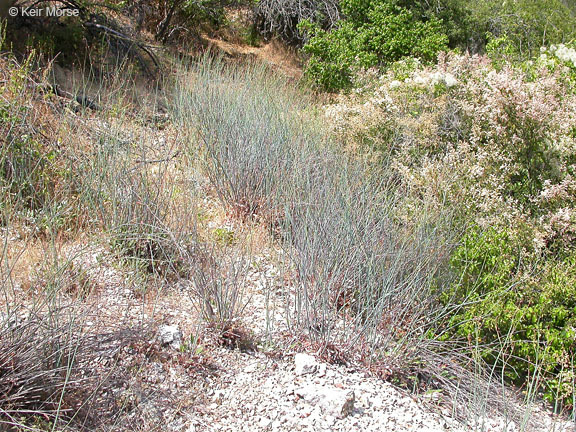 Image of naked buckwheat