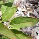 Image of naked buckwheat