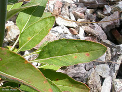 Image of naked buckwheat