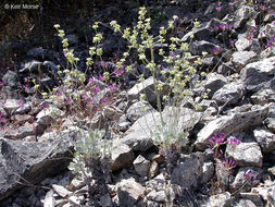 Image of hoary buckwheat