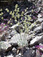 Image of hoary buckwheat