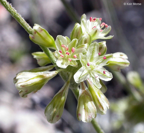 Image of hoary buckwheat