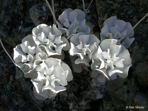 Image of hoary buckwheat