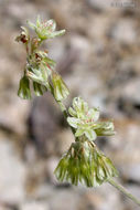 Image of hoary buckwheat