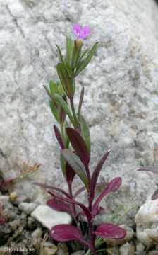 صورة Phlox gracilis (Douglas ex Hook.) Greene