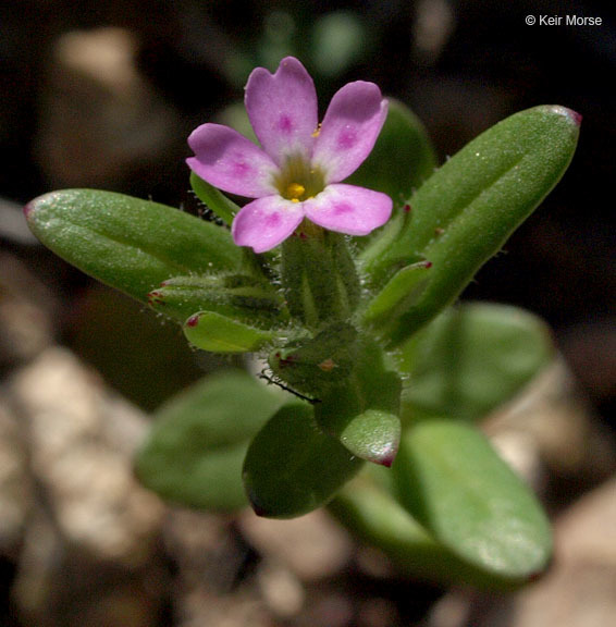 Image of slender phlox