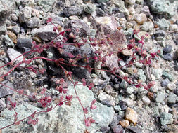 Image of woodland pterostegia