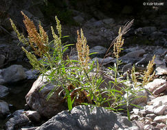 Image of California Willow Dock