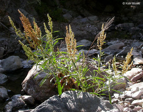 Imagem de Rumex salicifolius var. denticulatus Torr.