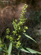 Imagem de Rumex salicifolius var. denticulatus Torr.