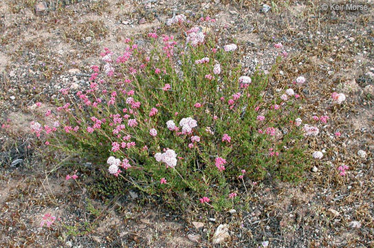 Image of California Buckwheat