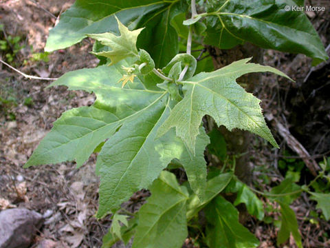 Imagem de Platanus racemosa Nutt. ex Audubon