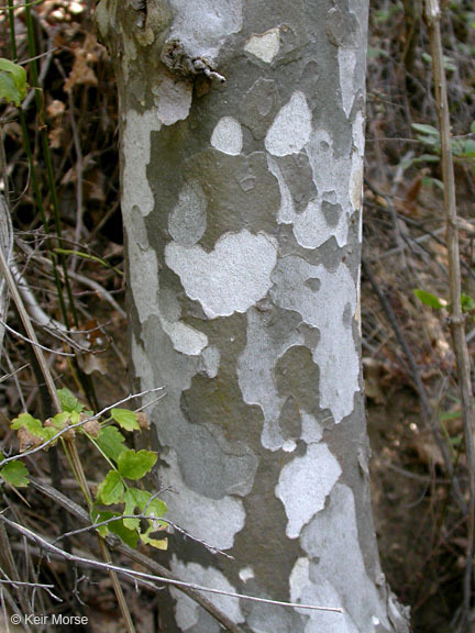 Platanus racemosa Nutt. ex Audubon的圖片