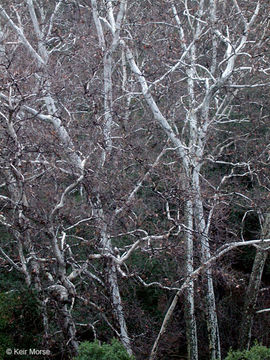 Image of California sycamore