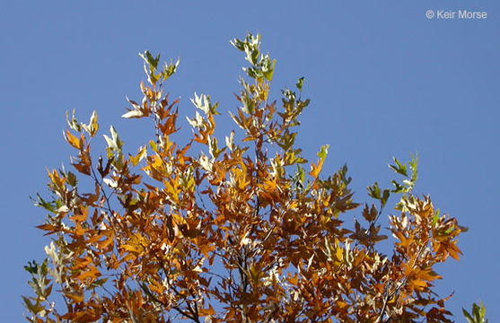 Image of California sycamore