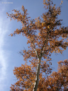 Imagem de Platanus racemosa Nutt. ex Audubon