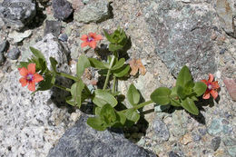 Imagem de Lysimachia arvensis (L.) U. Manns & Anderb.