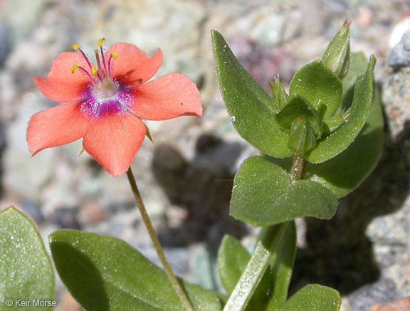 Imagem de Lysimachia arvensis (L.) U. Manns & Anderb.