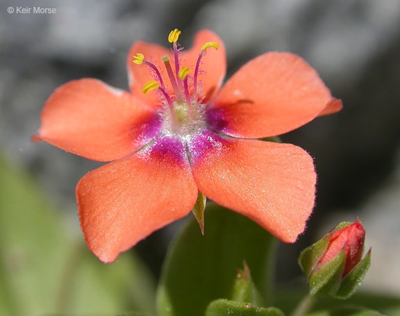 Lysimachia arvensis (L.) U. Manns & Anderb. resmi