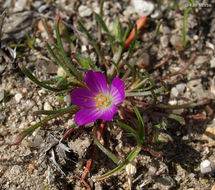 Plancia ëd Calandrinia ciliata (Ruiz & Pavon) DC.