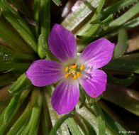 Plancia ëd Calandrinia ciliata (Ruiz & Pavon) DC.