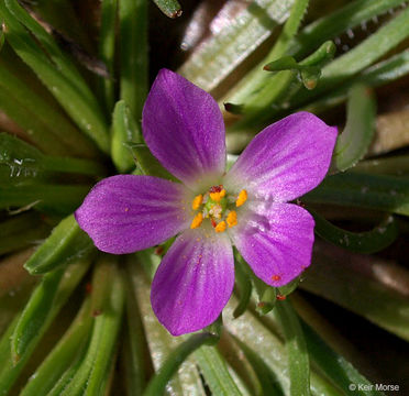 Image of fringed redmaids