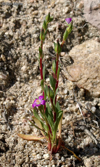 Plancia ëd Calandrinia ciliata (Ruiz & Pavon) DC.