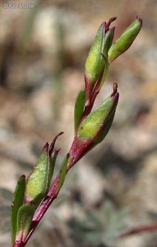 Image of fringed redmaids