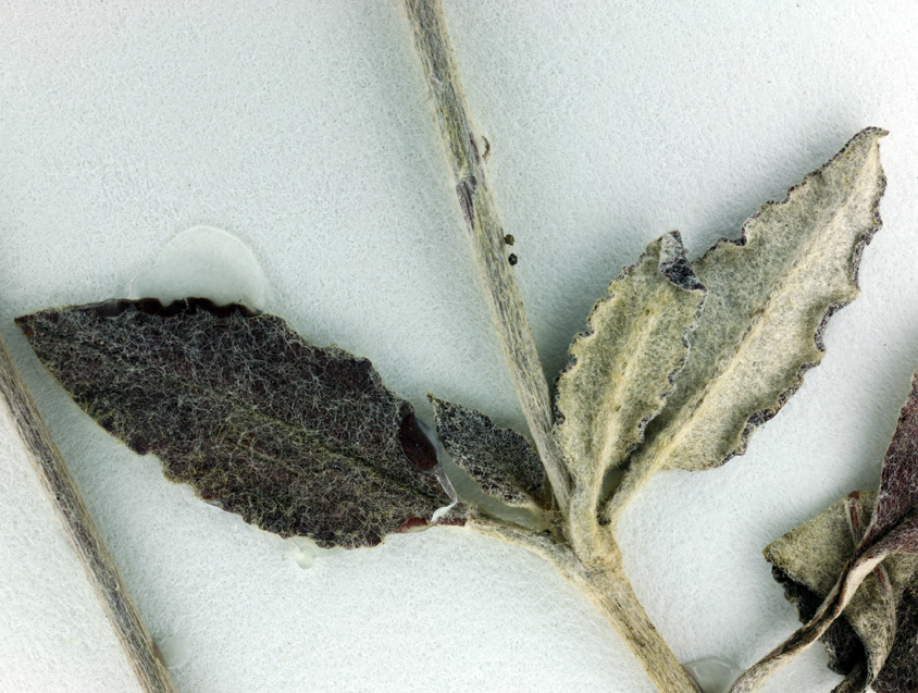 Image of longstem buckwheat