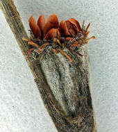 Image of longstem buckwheat