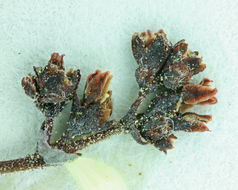 Image of Telescope Peak buckwheat