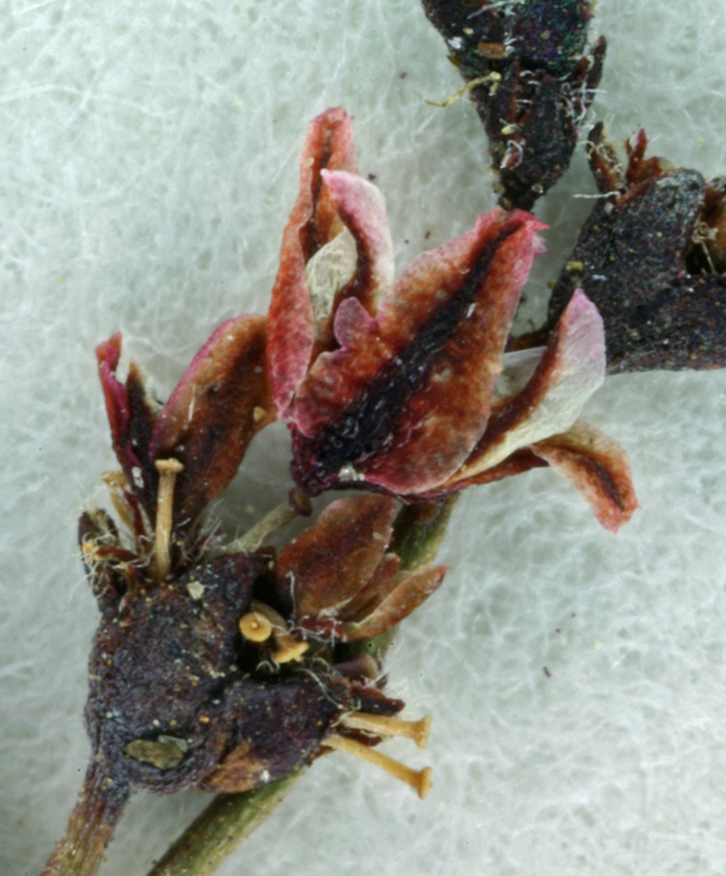 Image of Telescope Peak buckwheat