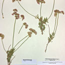 Imagem de Eriogonum fasciculatum var. polifolium (Benth.) Torrey & A. Gray