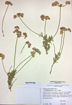 Imagem de Eriogonum fasciculatum var. polifolium (Benth.) Torrey & A. Gray