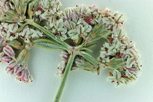 Imagem de Eriogonum fasciculatum var. polifolium (Benth.) Torrey & A. Gray