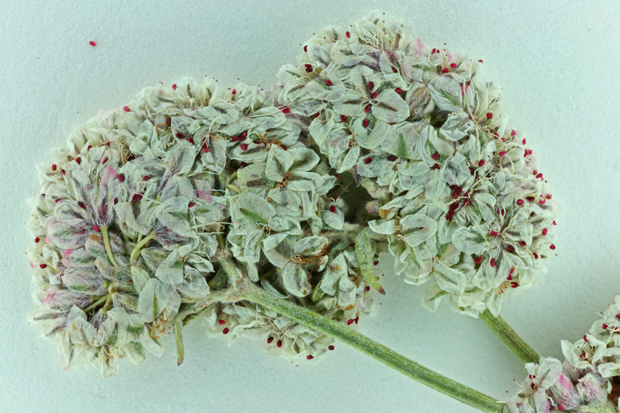 Image of Eastern Mojave buckwheat