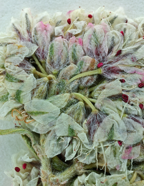 Image of Eastern Mojave buckwheat