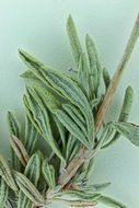 Image of Eastern Mojave buckwheat