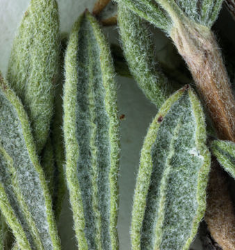 Imagem de Eriogonum fasciculatum var. polifolium (Benth.) Torrey & A. Gray