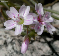 Image of gypsum springbeauty