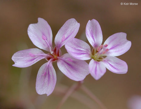 Image of gypsum springbeauty