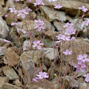 Image of gypsum springbeauty