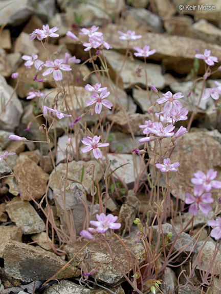 Image of gypsum springbeauty